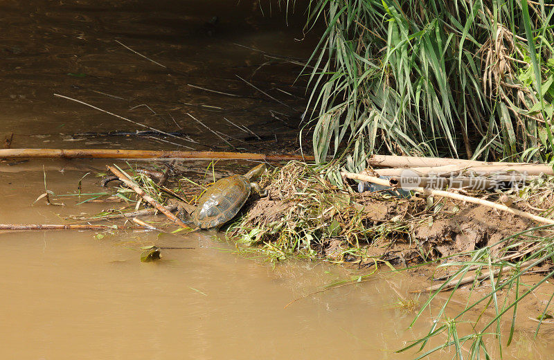 Mauremys leprosa在Llobregat river -巴塞罗那